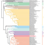 Phylogenetic analyses